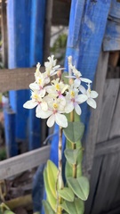 Epidendrum