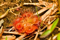 Drosera burmanni