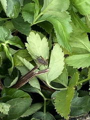 Allonemobius fasciatus