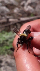 Laphria ephippium