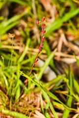 Drosera burmanni