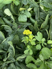 Zizia aurea