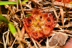 Drosera burmanni