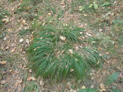 Carex pediformis macroura