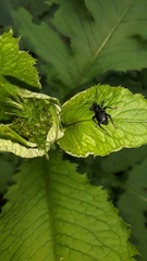 Otiorhynchus gemmatus