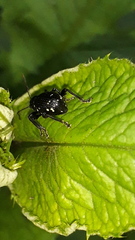 Otiorhynchus gemmatus