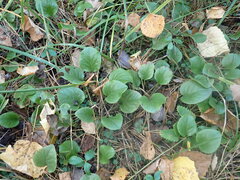 Pyrola asarifolia incarnata