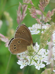 Aphantopus hyperantus