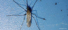 Culiseta longiareolata