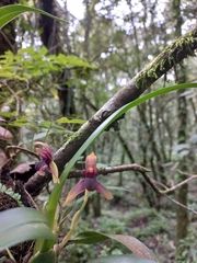 Maxillaria lexarzana