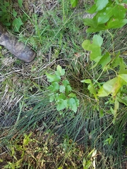 Juncus coriaceus