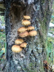 Pholiota aurivella