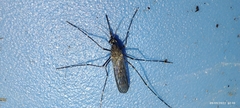 Culiseta longiareolata