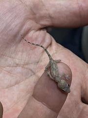 Hemidactylus mabouia