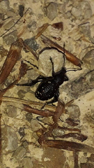 Otiorhynchus gemmatus