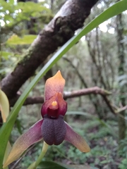 Maxillaria lexarzana