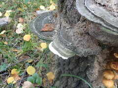 Ganoderma applanatum