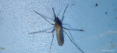 Culiseta longiareolata
