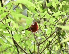 Cardellina rubra