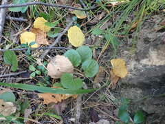 Pyrola asarifolia incarnata