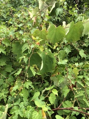 Vitis vulpina