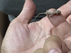 Hemidactylus mabouia