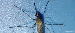Culiseta longiareolata