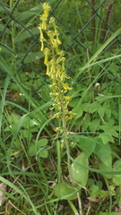 Neottia ovata