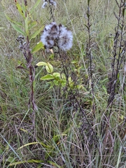 Brickellia eupatorioides