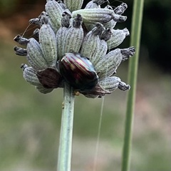 Chrysolina americana