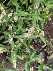 Persicaria maculosa