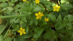 Lysimachia nemorum