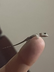 Hemidactylus mabouia