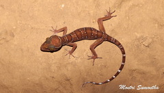 Cyrtodactylus lekaguli