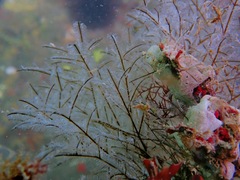 Macrorhynchia philippina