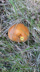 Suillus grevillei