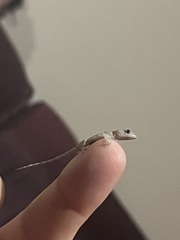 Hemidactylus mabouia