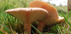 Lactarius torminosus