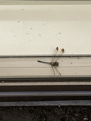 Sympetrum infuscatum