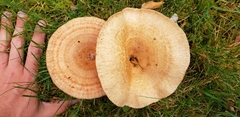 Lactarius torminosus