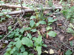 Pyrola