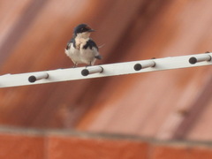 Hirundo aethiopica