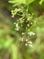 Berula erecta