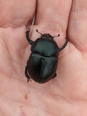 Geotrupes stercorarius