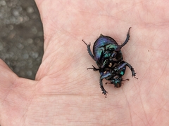 Geotrupes stercorarius