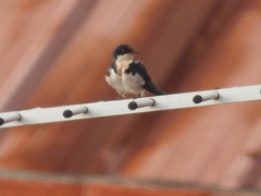 Hirundo aethiopica