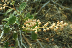 Holodiscus discolor microphyllus
