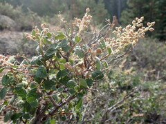 Holodiscus discolor microphyllus