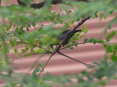 Nigrita luteifrons