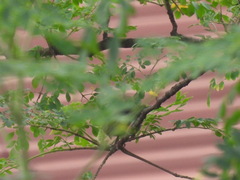 Nigrita luteifrons